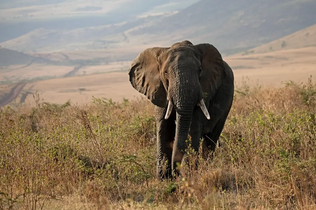 An Elephant in Ngorongoro Conservation Area