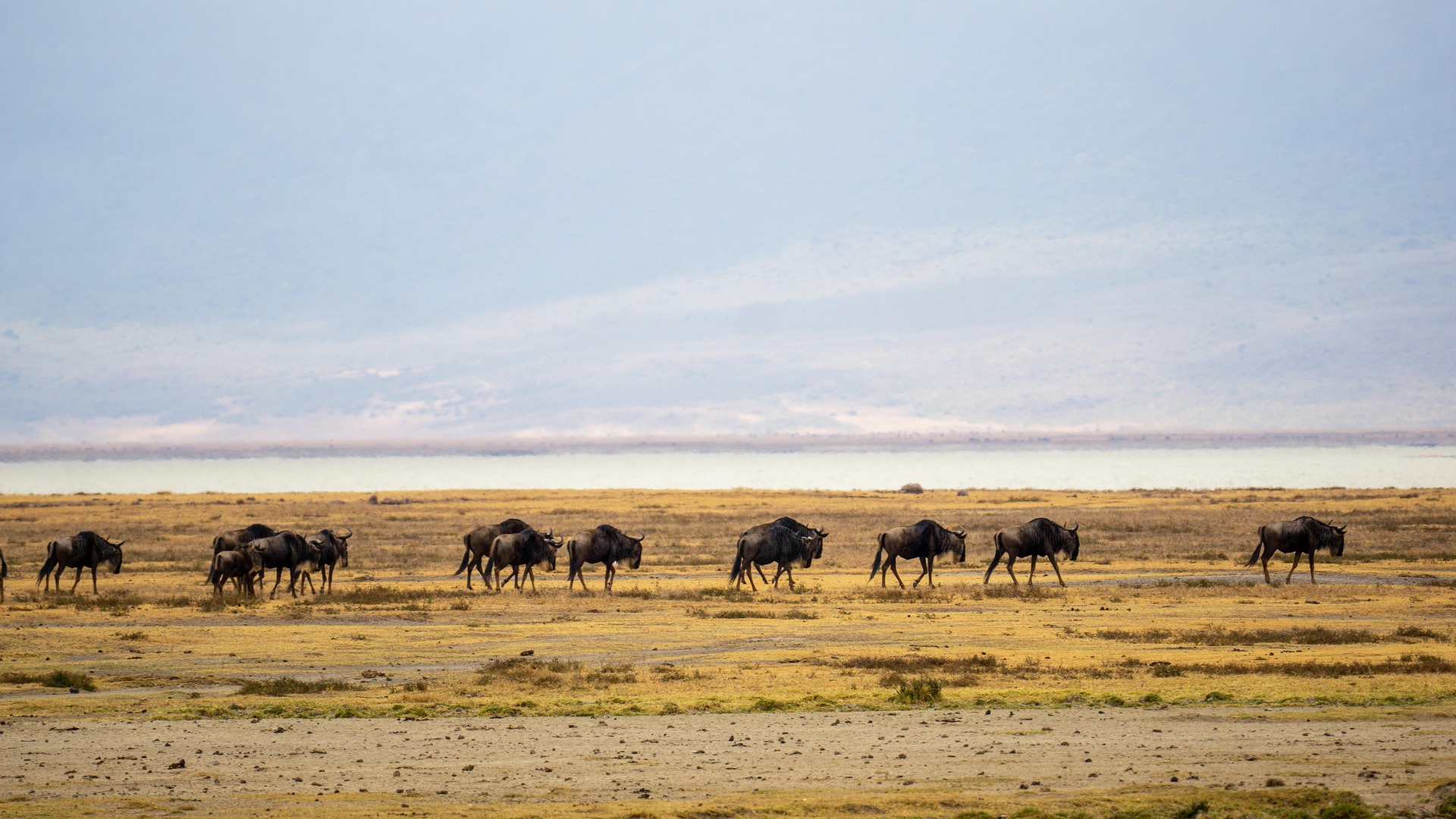 A group of migrating wildebeests in Serengeti National Park