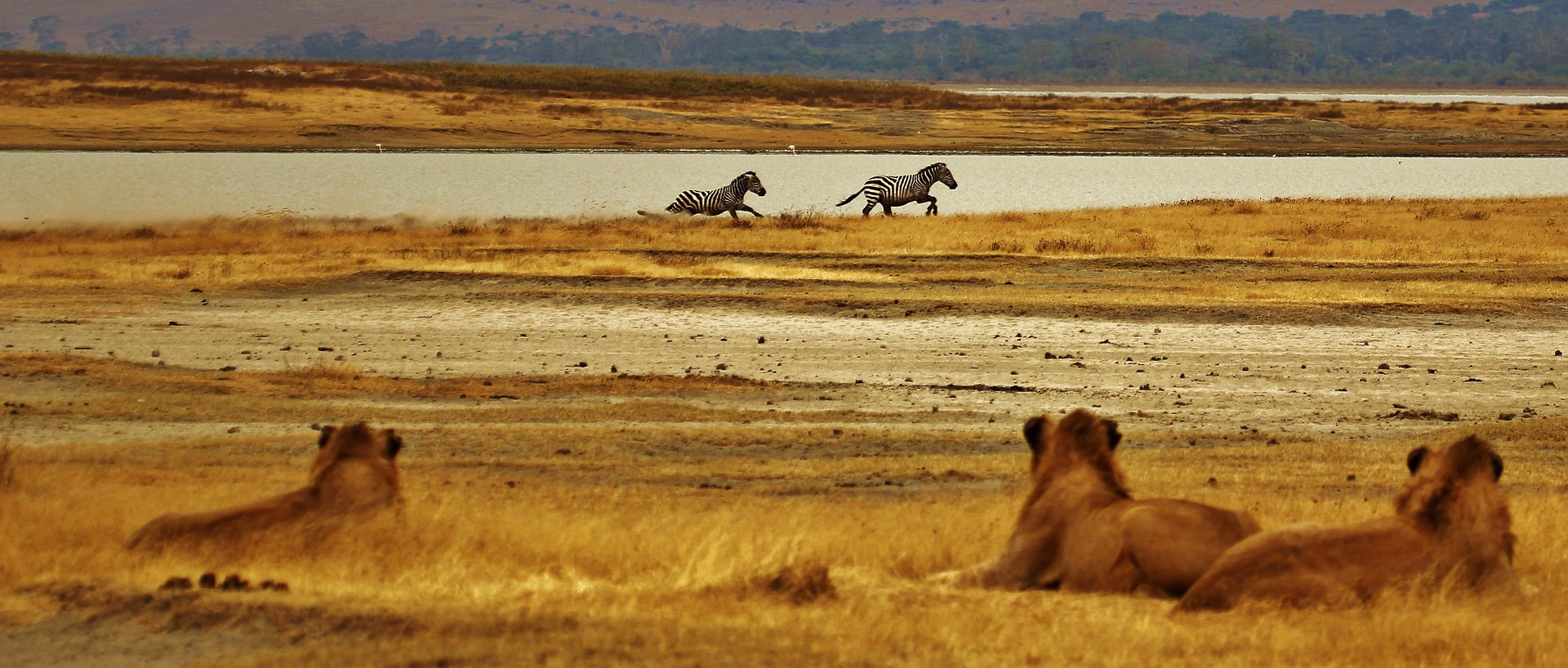The Serengeti