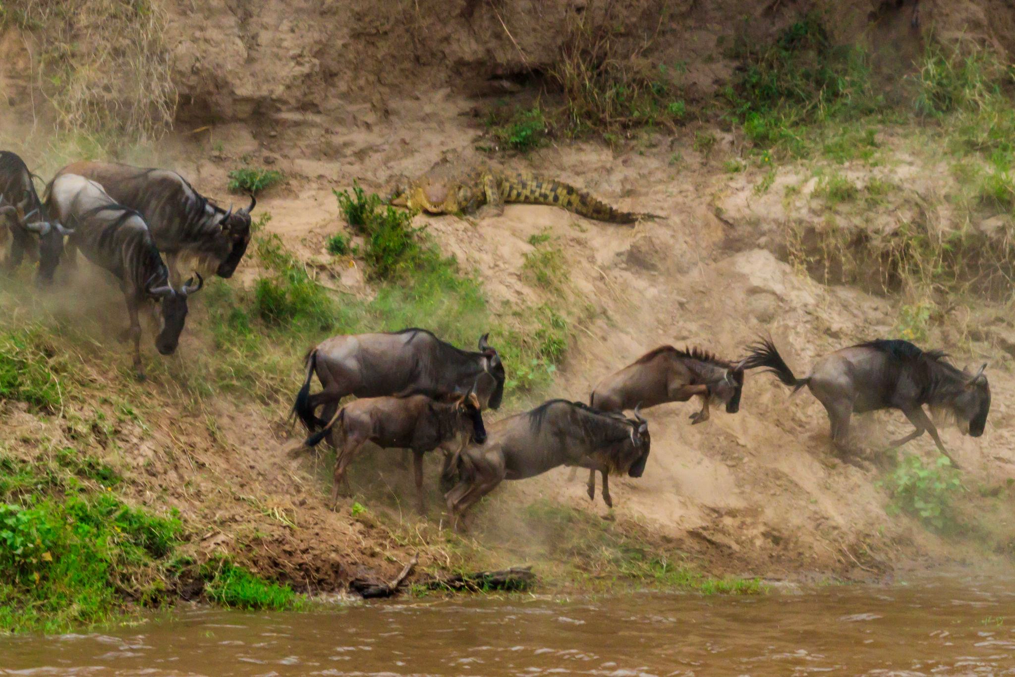 Central to Northern Serengeti National Park & Migration