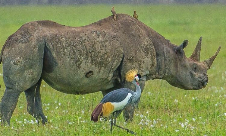 Ngorongoro Crater