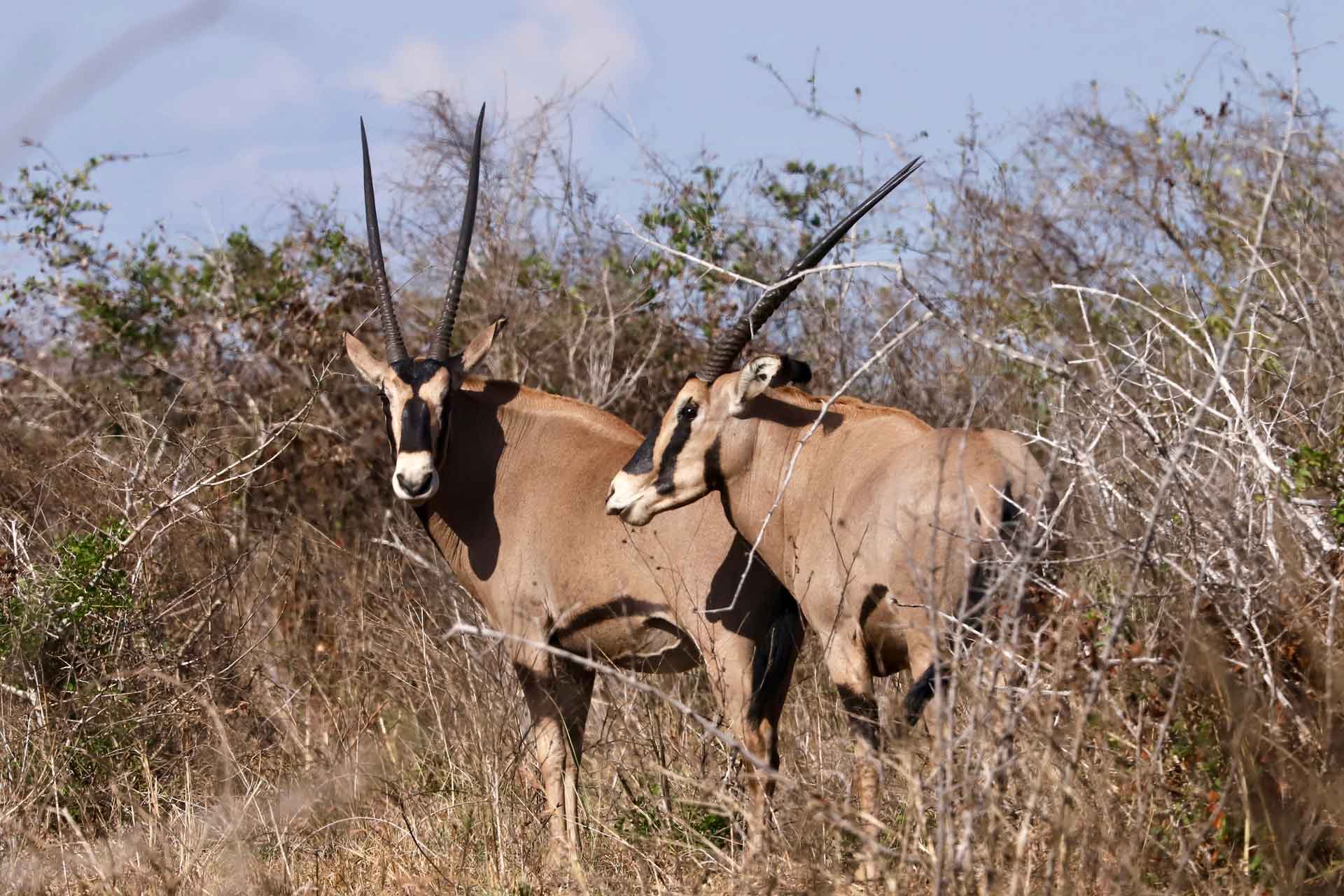 Mkomazi National Park