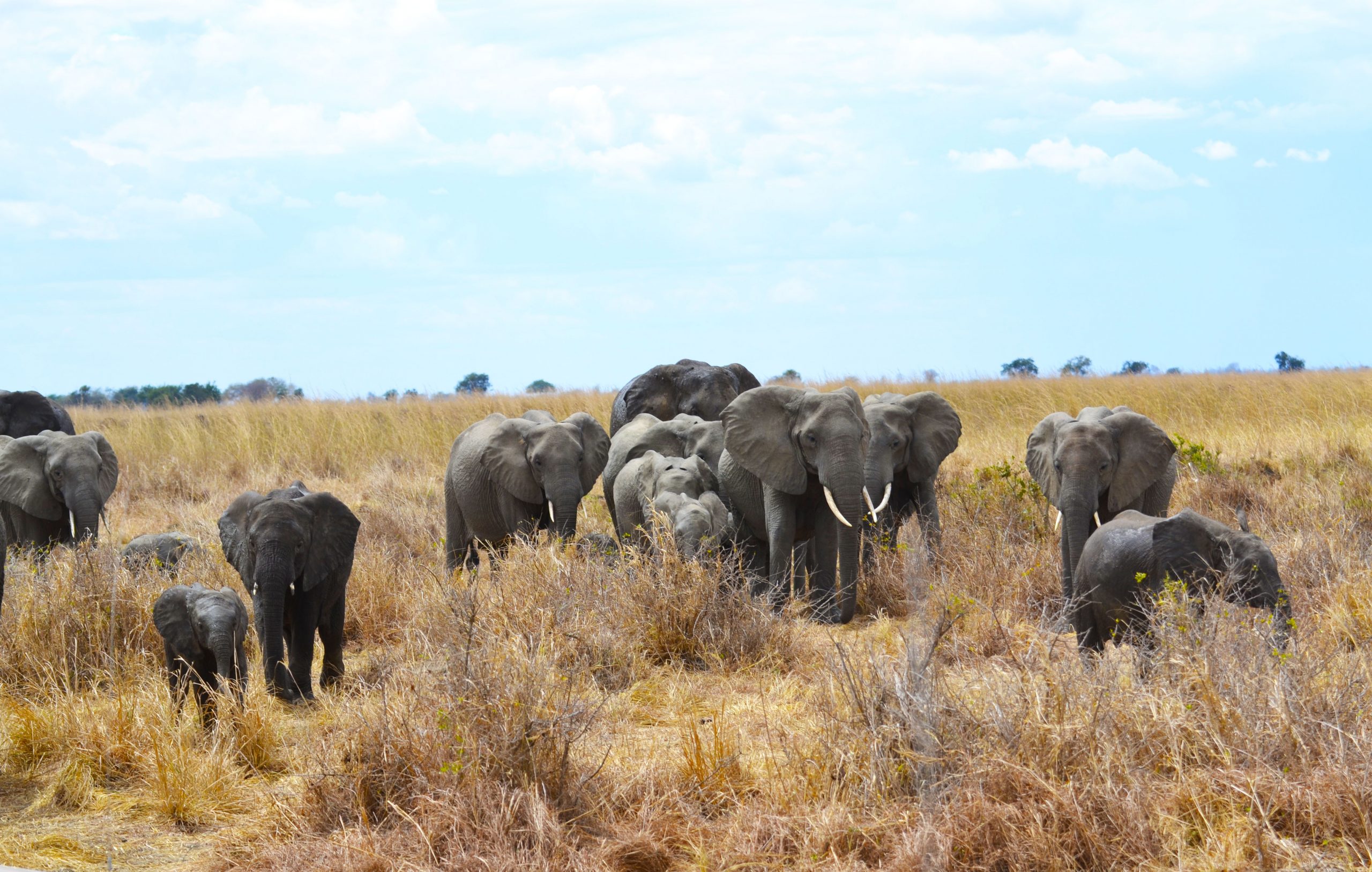 Mikumi National Park
