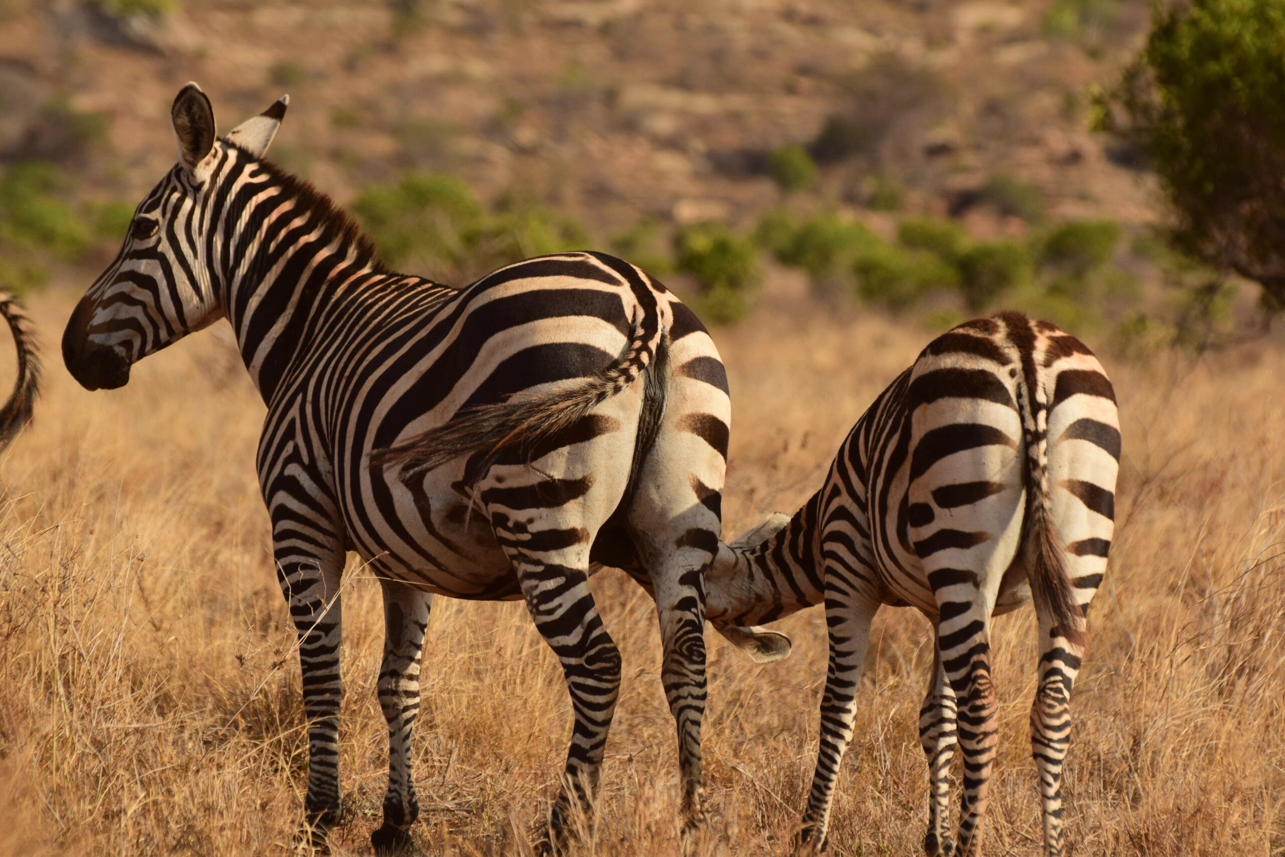 Arusha National Park
