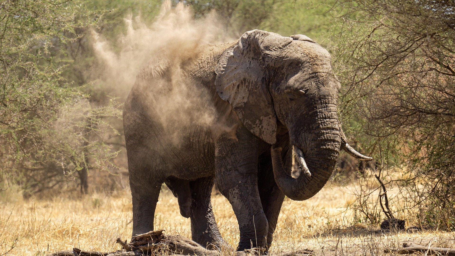 Tarangire National Park